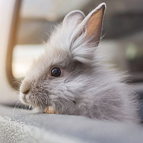 Travelling with a pet rabbit