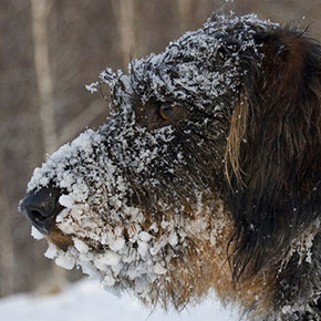 Essential cold-weather care for your dog