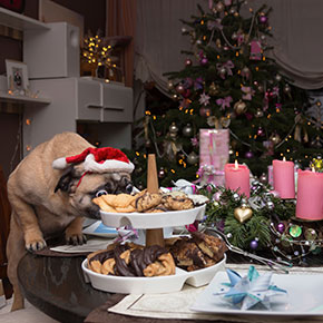 Keep your dog away from these festive treats