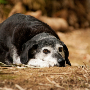 Take The Vet Whetstone’s canine health assessment quiz for older dogs