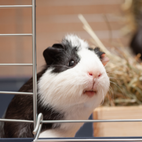 10 things your Guinea Pig will need when you’re on holiday