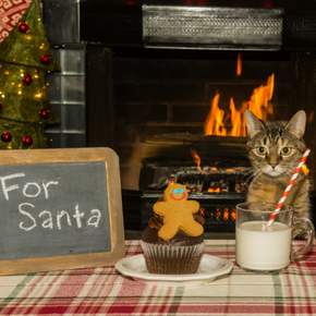 Cat and dog owners need Albert’s Christmas list of pet poisons