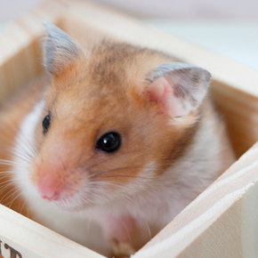 How to prevent parasites in hamsters, gerbils, and guinea pigs