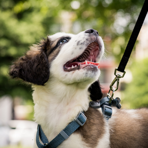 The essential puppy socialisation guide every new owner needs