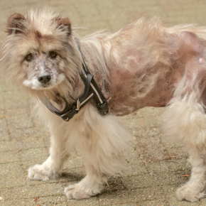 Common causes of alopecia in dogs
