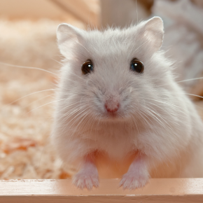 Hamster under the weather? Vet Albert helps owners spot illnesses at home