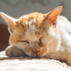 Pet pain month – helping your senior cat stay comfortable