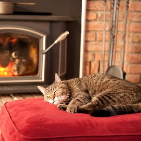 A guide from Vet Albert Moussafir on your cat’s happiness this winter
