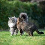 Why neutering is the responsible choice for cat owners in North London